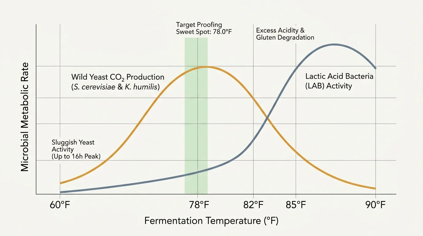 Line graph comparing wild yeast CO2 production and lactic acid bacteria activity across temperatures, highlighting 78°F.